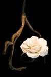 Suspension végétale avec rose blanche en porcelaine Orpheus. Brand Von Egmond. 