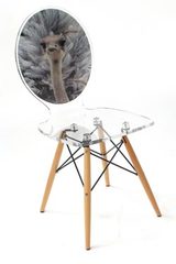 Chaise design transparente Graph Autruche . Acrila. Chaise design transparente Graph Autruche . Acrila.