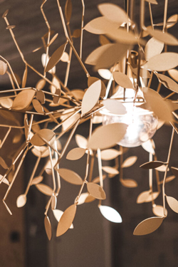 Indian summer grand lustre feuillage. AXIS71. 