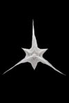 Astérie wall or ceiling lamp. Charlot&Cie. 