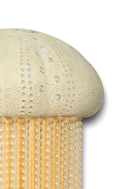 Wall lamp Medusa ivory and gold threads. Jacques Garcia. 