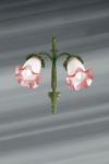 Wall lamp with pink glass flowers. Lucien Gau. 