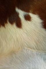 Peau de vache entière naturelle marron et blanc. Santelmo. Peau de vache entière naturelle marron et blanc. Santelmo.