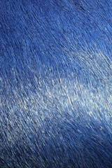 Peau de vache entière teintée bleue. Santelmo. Peau de vache entière teintée bleue. Santelmo.